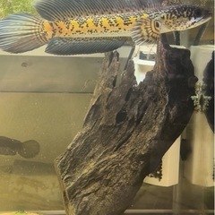 スネークヘッドの画像