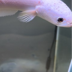 スネークヘッドの画像