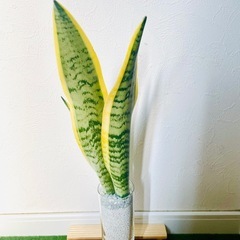 サンスベリア　ローレンティー　観葉植物　ハイドロカルチャー　ゼオライトの画像