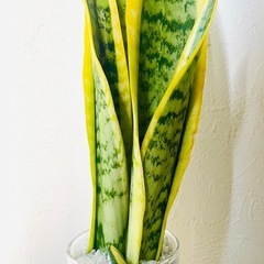 サンスベリア　ローレンティー　観葉植物　ハイドロカルチャー　ゼオライトの画像