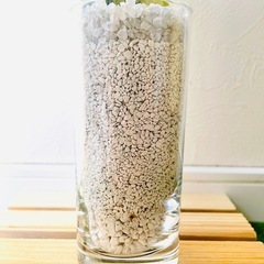 サンスベリア　ローレンティー　観葉植物　ハイドロカルチャー　ゼオライトの画像