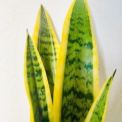 サンスベリア　ローレンティー　観葉植物　ハイドロカルチャー　ゼオライトの画像