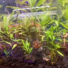 商談中　外国産グッピーあげますの画像