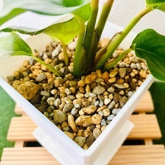 カラテア　オルビフォリア　観葉植物　鉢植え　そのまま飾れる　無機質の土の画像