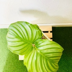 カラテア　オルビフォリア　観葉植物　鉢植え　そのまま飾れる　無機質の土の画像