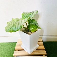 カラテア　オルビフォリア　観葉植物　鉢植え　そのまま飾れる　無機質の土の画像