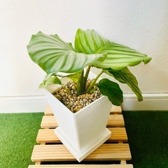 カラテア　オルビフォリア　観葉植物　鉢植え　そのまま飾れる　無機質の土の画像