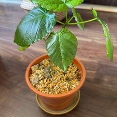 これからの成長が楽しみなウンベラータ①の画像