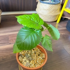 これからの成長が楽しみなウンベラータ①の画像