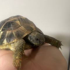 ヘルマンリクガメ