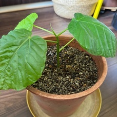 来年の春から成長します❣️ウンベラータの画像