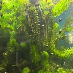 水草、アナカリス、20本300円よりの画像