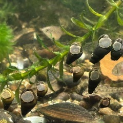 水草、アナカリス、20本300円よりの画像