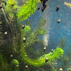 水草、アナカリス、20本300円よりの画像
