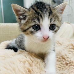 【検討中】かわいいキジ白の女の子、ポポちゃん♡