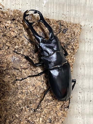 (終了)ギラファノコギリクワガタ ジャワ産 ボロブドゥール 使用済み 産卵済 ♂♀♀トリオ