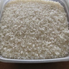 令和7年産　キヌヒカリ　玄米　新米の画像