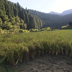 令和7年産　キヌヒカリ　玄米　新米の画像