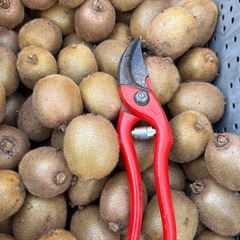 キウイフルーツの画像