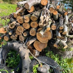 りんごのきの木の画像