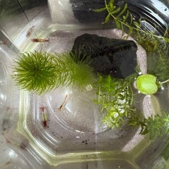 ルリーシュリンプ　1匹(6匹目以降は1匹90円)の画像