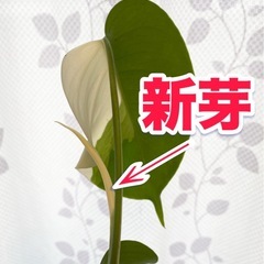 白斑入り　モンステラ　観葉植物　④の画像