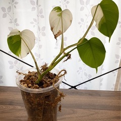 白斑入り　モンステラ　観葉植物　④の画像