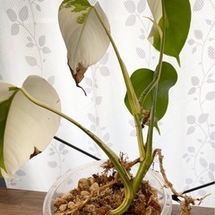 白斑入り　モンステラ　観葉植物　④の画像