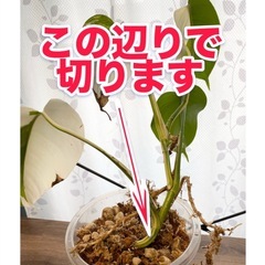 白斑入り　モンステラ　観葉植物　④の画像