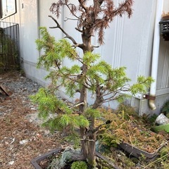 盆栽(松))の画像