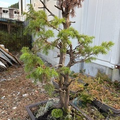 盆栽(松))の画像