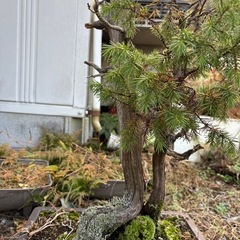 盆栽(松))の画像