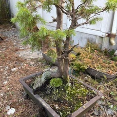 盆栽(松))の画像