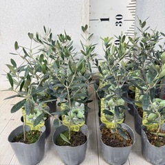 【植物】オリーブ苗 3種の画像