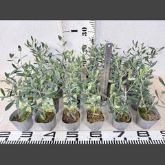 【植物】オリーブ苗 3種の画像