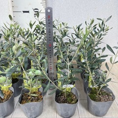 【植物】オリーブ苗 3種の画像