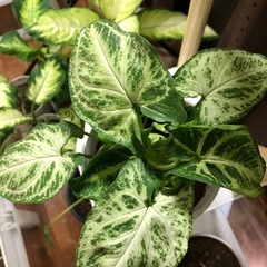 緑と白の斑入りのシンゴニウム、中型サイズで美しい葉を持つ観葉植物。  の画像