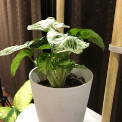 緑と白の斑入りのシンゴニウム、中型サイズで美しい葉を持つ観葉植物。  の画像