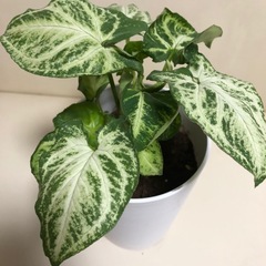 緑と白の斑入りのシンゴニウム、中型サイズで美しい葉を持つ観葉植物。  の画像