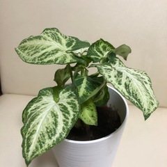 緑と白の斑入りのシンゴニウム、中型サイズで美しい葉を持つ観葉植物。  の画像