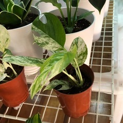 緑と白の斑入りのハート型葉を持つ小型ポトス。  の画像