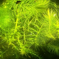 水草アナカリス、マツモ、浮き草、 水草三点セット、1,000円
の画像