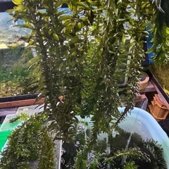 水草アナカリス、マツモ、浮き草、 水草三点セット、1,000円
の画像