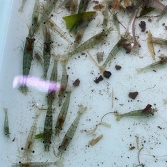 水草アナカリス、マツモ、浮き草、 水草三点セット、1,000円
の画像