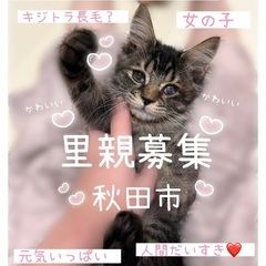 キジトラ？黒？やや長毛な女の子🎀(仮名)めいちゃん🎀秋田市