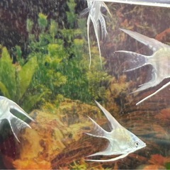 ブルーメタリックベールテールエンゼルの稚魚　極S品　5匹限定の画像