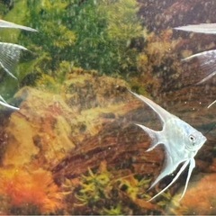 ブルーメタリックベールテールエンゼルの稚魚　極S品　5匹限定の画像
