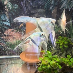 ブルーメタリックベールテールエンゼルの稚魚　極S品　5匹限定の画像