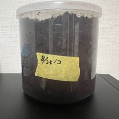 岐阜県産ノコギリクワガタ幼虫の画像