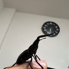 岐阜県産ノコギリクワガタ幼虫の画像